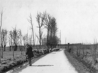 95326 Gezicht op de Odijkersteeg met een kudde schapen en schaapsherder te Zeist.